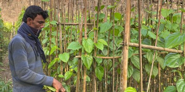 হাতিয়ায় বেড়েছে পান চাষ, স্বাবলম্বী চাষিরা